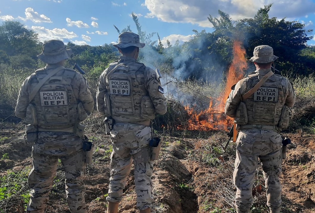 Plantação com 8.731 pés de maconha é incinerada na zona rural de Serra Talhada, no Sertão