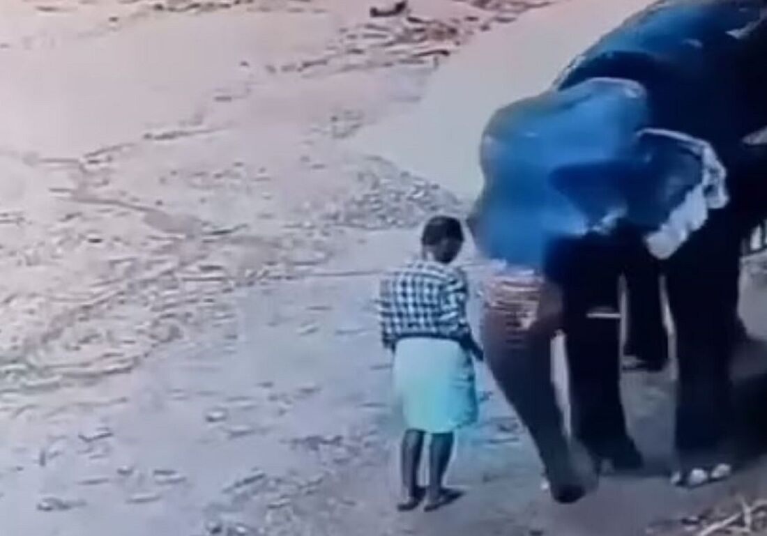 Elefante esmaga treinador até a morte após ser agredido com vara de bambu na Índia!